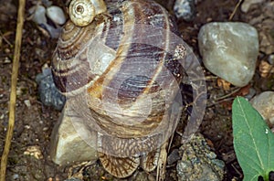 Snail close up in the garden