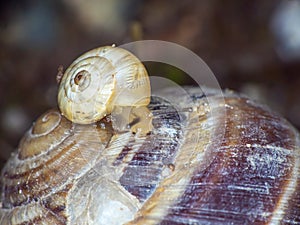 snail close up in the garden