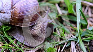 Snail close up. Grape snail in natural habitat