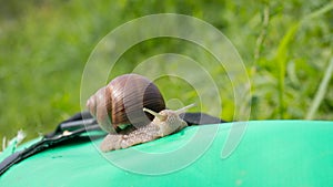 Snail close - up on grass background