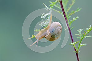 Snail