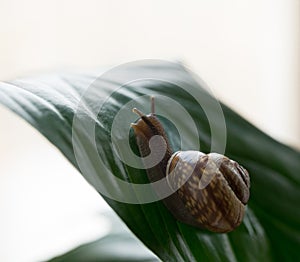 snail close-up green leaf bokeh background