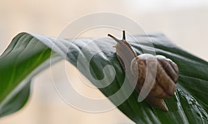 snail close-up green leaf bokeh background