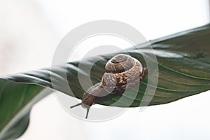 snail close-up green leaf bokeh background