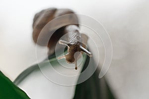 snail close-up green leaf bokeh background