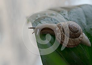 snail close-up green leaf bokeh background