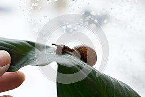 snail close-up green leaf bokeh background human hand