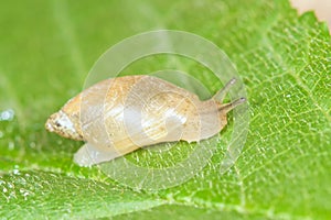 Snail