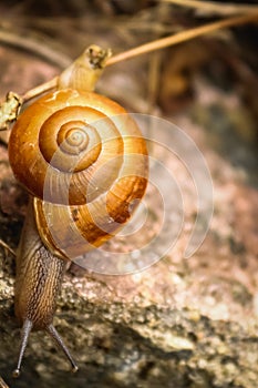 Snail - Close up Macro snail on dry leaf in the garden. Reptile Snail moving on dry leaves. Large white mollusk snails with brown