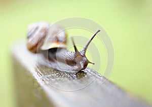 snail close-up macro garden green background rain