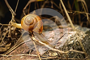 Snail - Close up Macro snail on dry leaf in the garden. Reptile Snail moving on dry leaves. Large white mollusk snails with brown