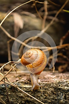 Snail - Close up Macro snail on dry leaf in the garden. Reptile Snail moving on dry leaves. Large white mollusk snails with brown