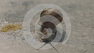 Snail close-up. Snail close-up on a gray background. Helix Aspersa close up