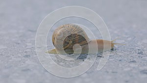 Snail close-up. Snail close-up on a gray background. Helix Aspersa close up