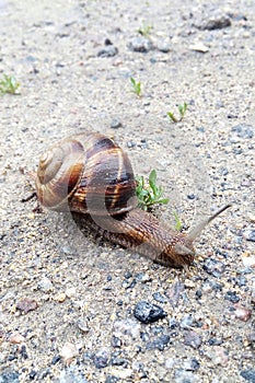 Snail close-up on a stoney ground