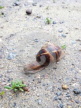 Snail close-up on a stoney ground