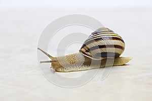 Snail close-up - studio shot, biology, wild life, male, food