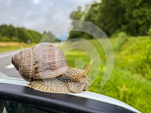 Snail close - up in summer. The snail sits on the car mirror