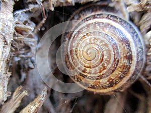 Snail close-up