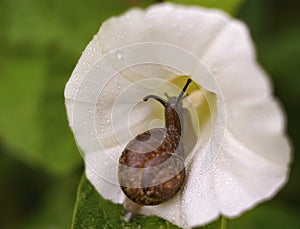 snail close-up white flower morning glory green bokeh background outdoor garden