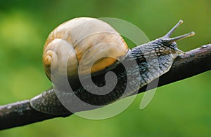 Snail close upl meticulously moving along a branch, showcasing shell and slow pace