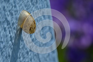 Snail in closeup on a blue wall casting a shadow