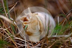Snail closeup in the grass