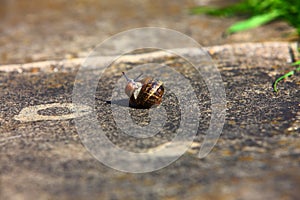 The snail closeup shot