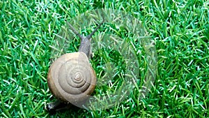 Snail with coiled shell walking on green yard