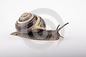 Snail with a colorful shell on a white table. Garden snail with advanced feelers