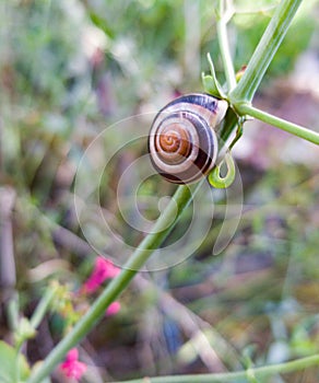 Snail and colors