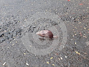 Snail comes out of shell