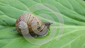 Snail coming up from its shell