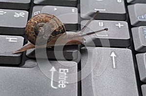 Snail on a computer keyboard
