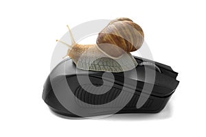 Snail on computer mouse. Concept speed internet slow