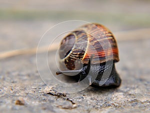 Snail on concrete