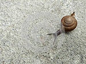 A snail on concrete floor.