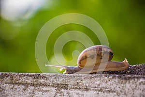 Snail on the Concrete wall in macro close-up Morning sun blurred