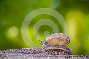 Snail on the Concrete wall in macro close-up Morning sun blurred