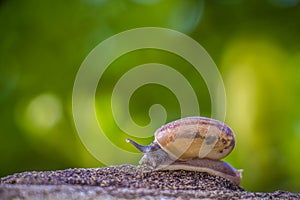 Snail on the Concrete wall in macro close-up Morning sun blurred