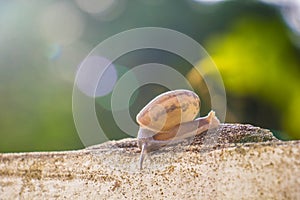 Snail on the Concrete wall in macro close-up Morning sun blurred