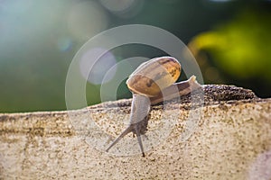 Snail on the Concrete wall in macro close-up Morning sun blurred