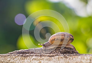 Snail on the Concrete wall in macro close-up Morning sun blurred