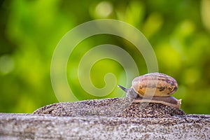 Snail on the Concrete wall in macro close-up Morning sun blurred