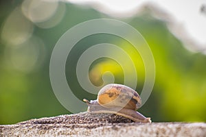 Snail on the Concrete wall in macro close-up Morning sun blurred