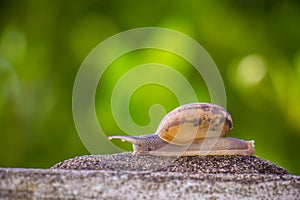 Snail on the Concrete wall in macro close-up Morning sun blurred