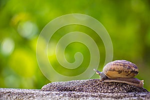 Snail on the Concrete wall in macro close-up Morning sun blurred photo