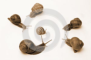 Snail Conflict