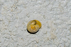 A snail on a cool wall on a hot summer day