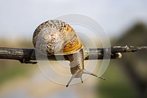 snail cooling off and taking advantage of the humidity of the rains, at the same time going in search of food. photo